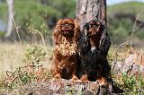 KING CHARLES SPANIEL 111